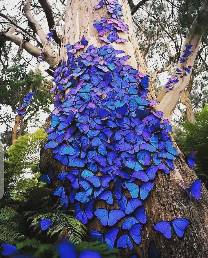 ezgii_gi's tweet photo. Swam of Butterflies 💜🦋💚 https://t.co/fYHEBNNmXN