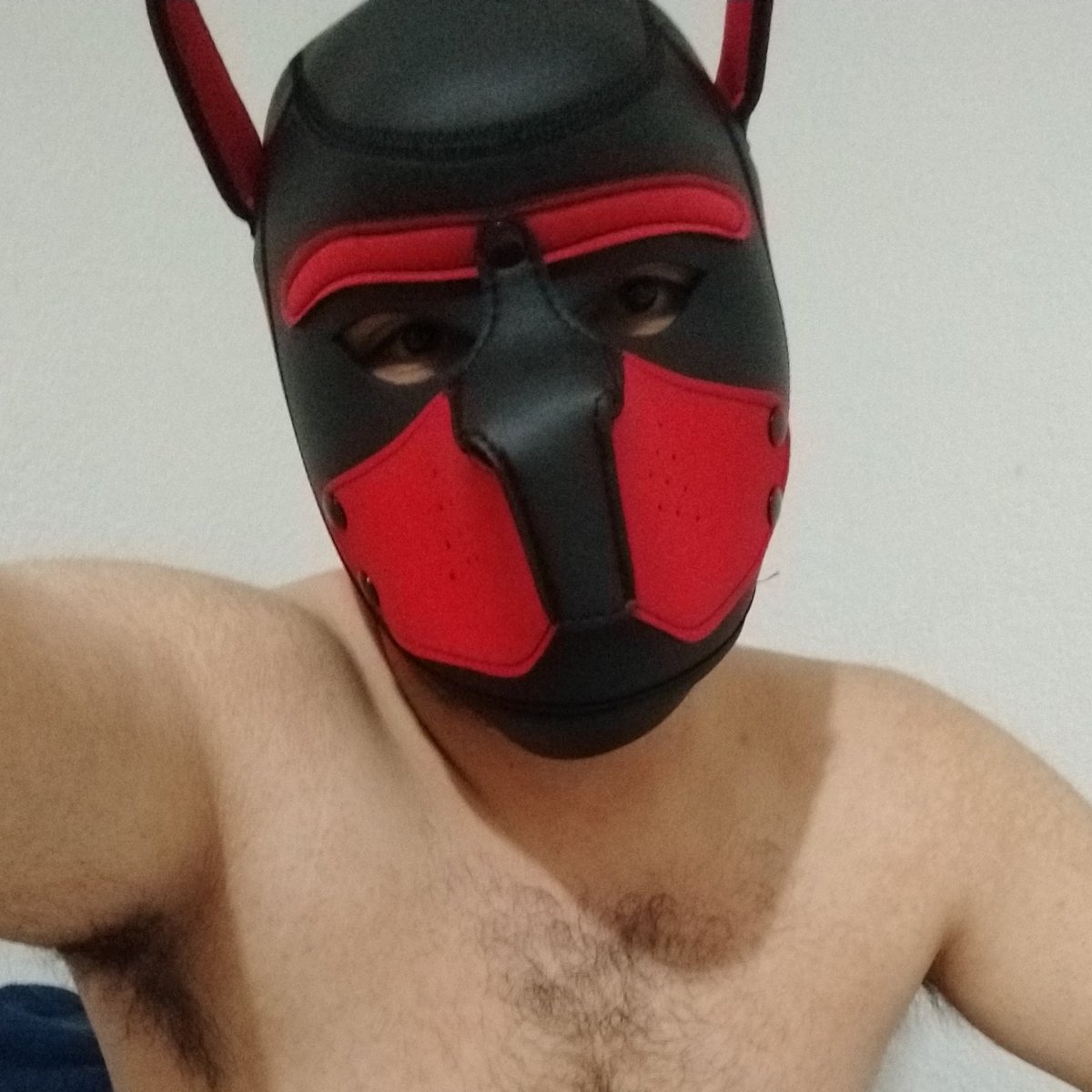 #NuevaFotoDePerfil nueva máscara para este cachorro 🐶🤤🥵
