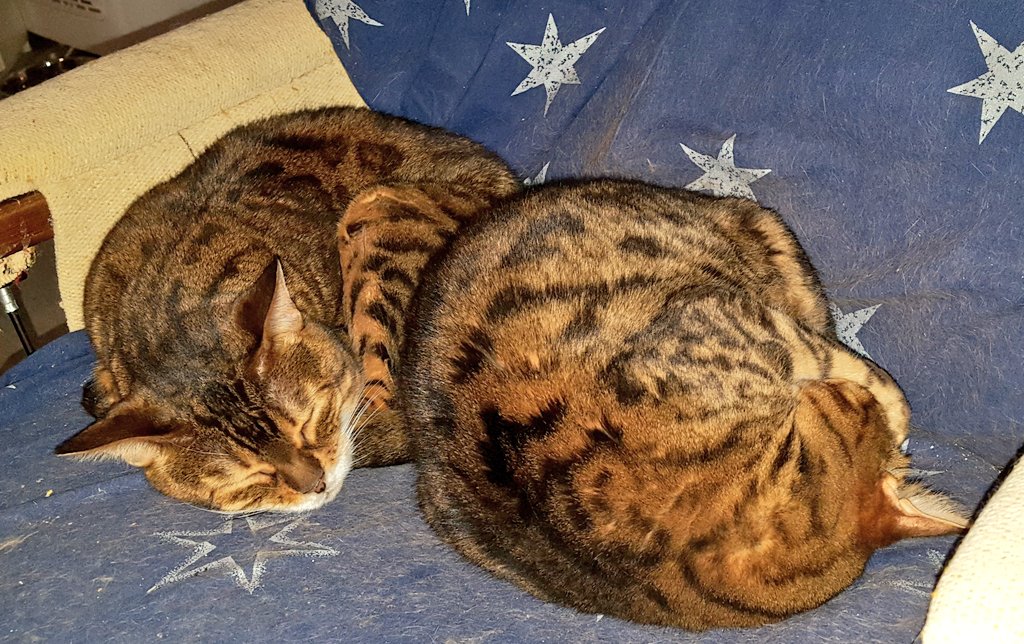 Didi, Carisma, Lobsang & Mort tweet media