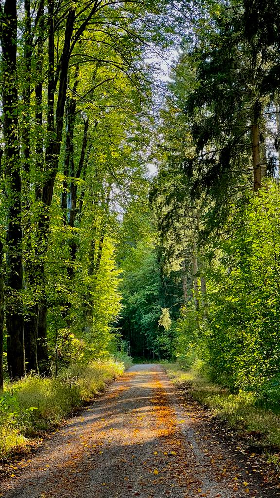 TimeTraveler911's tweet photo. @NickBrownlow_ Happy Trails from #Bavaria ...
#forest #tree #gooutsideplease #Outdoors #walking #home https://t.co/ehQuGyEvwM
