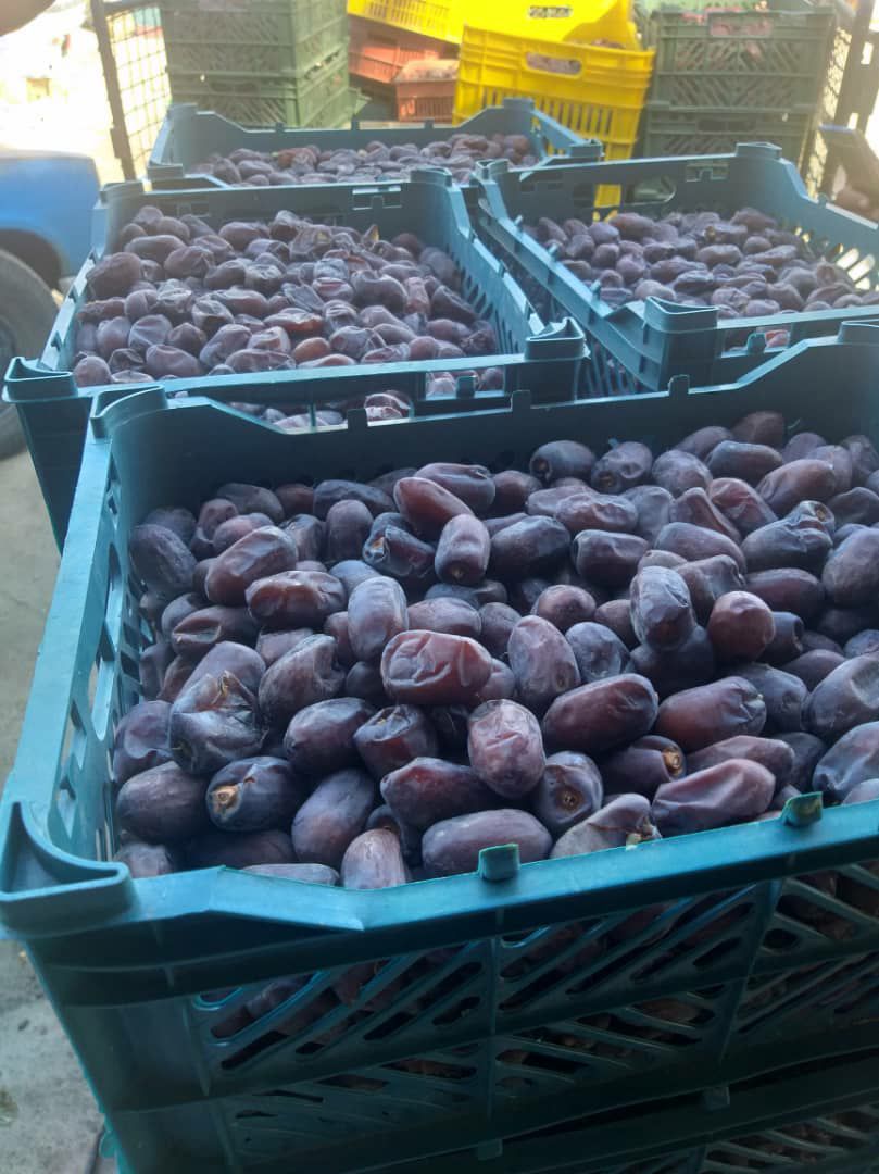 AradDates's tweet photo. #kalite_dates

#export https://t.co/VbyeI4odpy