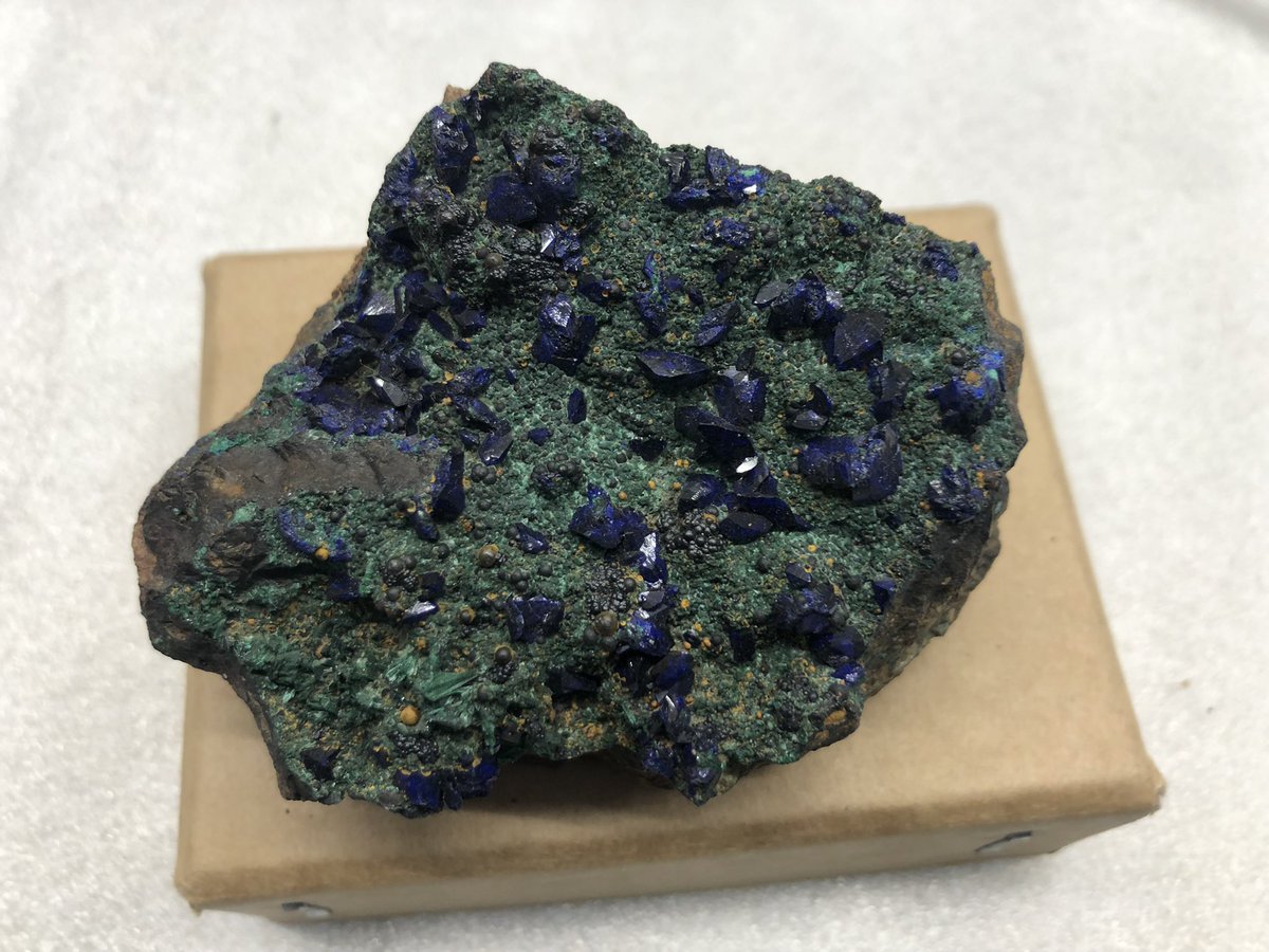 kristraining's tweet photo. The beauty and variation of azurite #mineralmonday @qldmuseum …. Just a few samples currently being accessioned into the collection from the amazing Francese Collection https://t.co/hhCR4zT3Rj