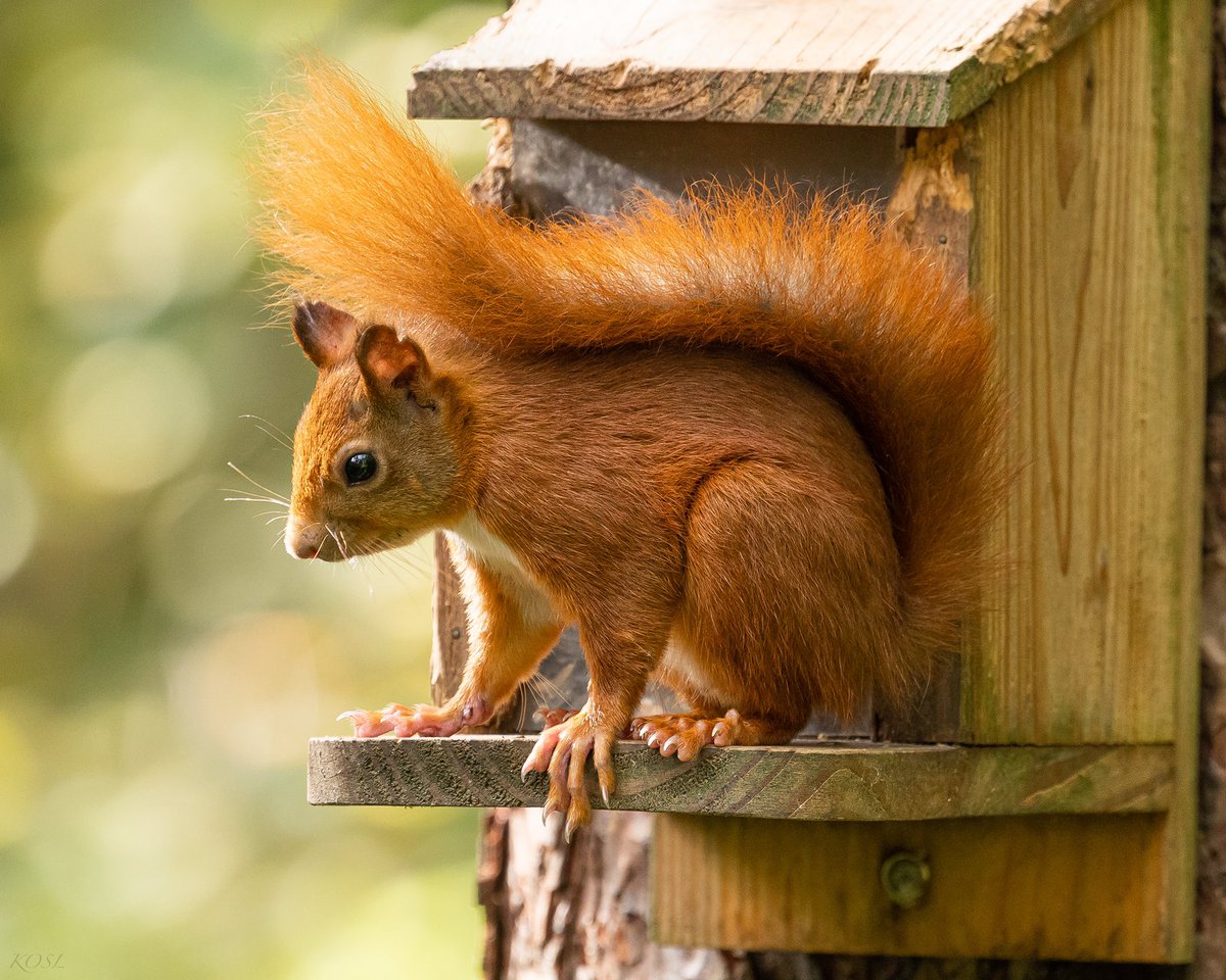 @Natures_Voice Red Squirrels on Anglesey, Wales.