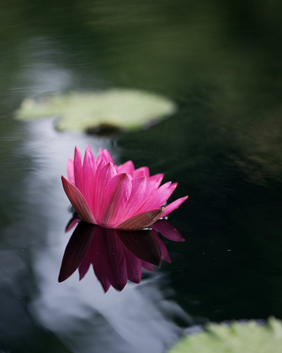 Stand Still || Job 37:14⁣
⁣
#LadewGardens⁣
#WaterLily⁣
#Tranquility