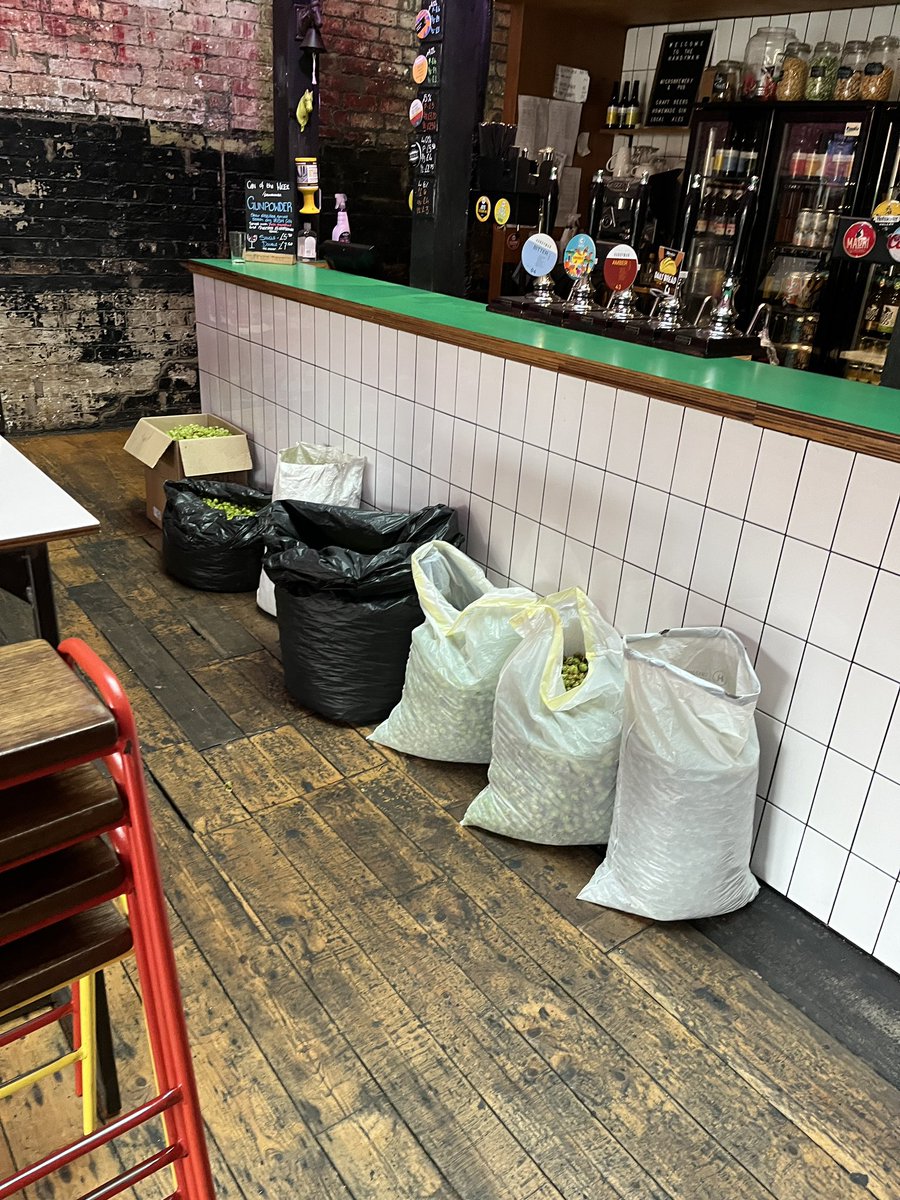 It’s harvest and brew day for our green hop beer at the <a href="/handymanbrewery/">Beer</a> / <a href="/handymanSmarket/">HANDYMAN SUPERMARKET</a> ….. it’s a bumper harvest so we may have some spare going if any home brewers are interested?