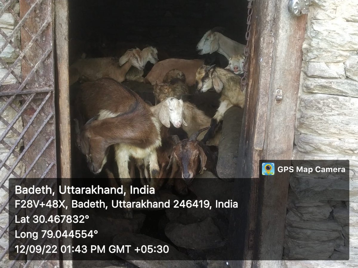 fiurudraprayag's tweet photo. ग्राम बडेथ, छिनका तथा सेनागढ़सारी में क्रमशः kids की detail ली गयी, बकरियों की टैगिंग की गयी एवं परियोजना के माध्यम से लाभार्थियों को स्वस्थ बकरियों का वितरण किया गया! #GoatsTagging #GoatsDistribution
#NCDC #UKCDP_USGCF @mdusgcf @aviddn @MdNcd @Uttarakhandcoo1 @SANJAYK47559742 https://t.co/2KKBhmaPu5