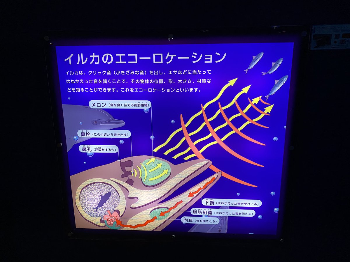 これはニホンウナギ(画像一枚目)(白目)

これはイルカのエコーロケーション(白目)
ダンス・オブ・ザ・ドルフィンだ(白目)

https://t.co/F1RnuRA33W
↑これのチャプター3 https://t.co/vEK48l2P7m 