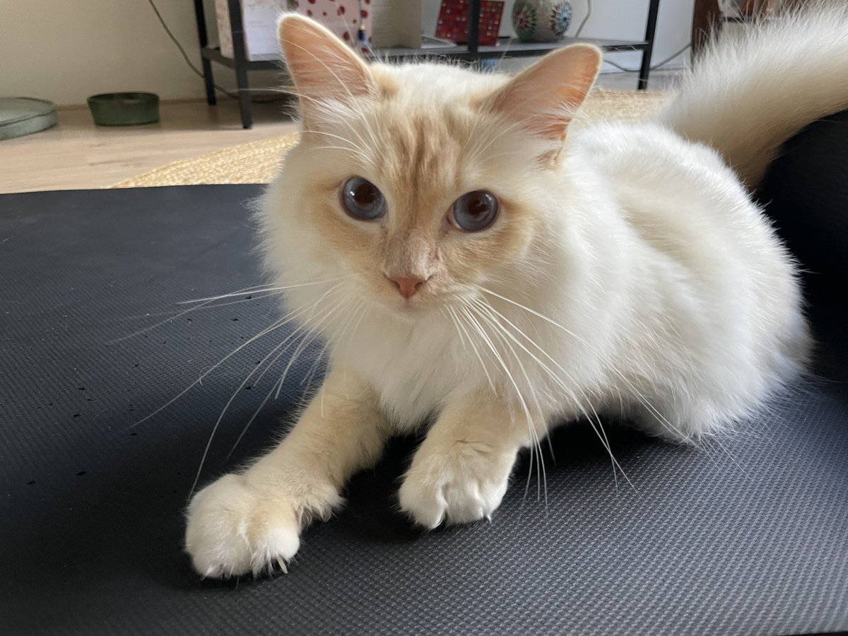 jaimplaysleague's tweet photo. @KattenEUW https://t.co/hYKHEJmX53