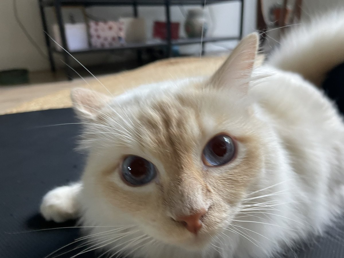 jaimplaysleague's tweet photo. @KattenEUW https://t.co/hYKHEJmX53