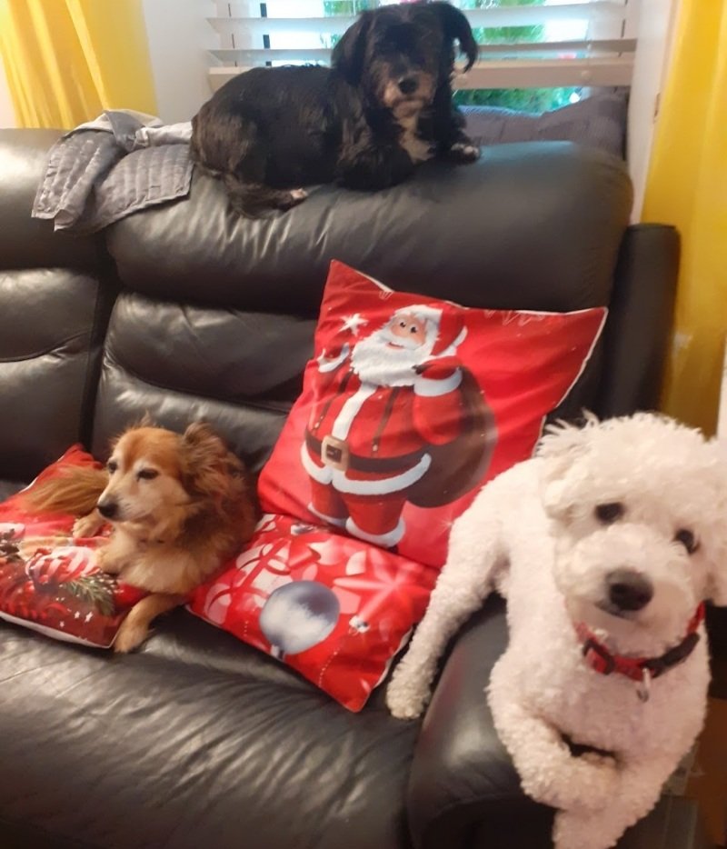 thomascahalan's tweet photo. @CarlBovisNature @DeborahMeaden Resistance is futile #dogsonsofa https://t.co/bvUyLgXEOq