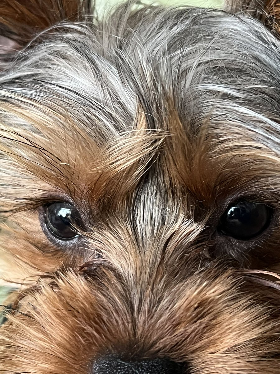 FitzTheYorkie21's tweet photo. Make it a great week, all! https://t.co/CSh2eJTjLp