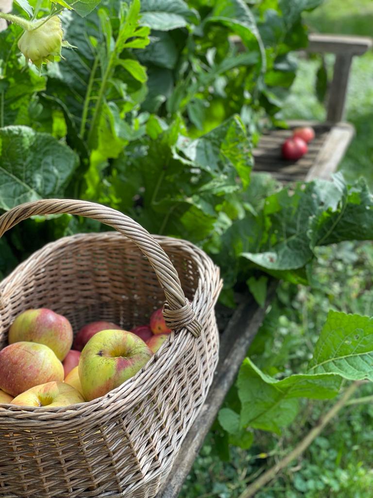 WAS FÜR FRÜCHTCHEN: Letzten Samstag bei unserer Führung durch den Obstsortengarten von Richard Mahringer - anregend und ganz nach unserem Geschmack!