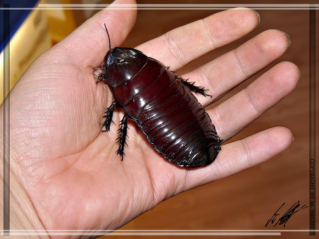 AnimalFactHub's tweet photo. Now cute is not a usual word that is used to describe cockroaches but I think it applies here

The giant burrowing cockroach is the heaviest cockroach species in the world growing to an amazing 30-35grams and 8cm long

#animals #facts https://t.co/NWuMfKGqCu