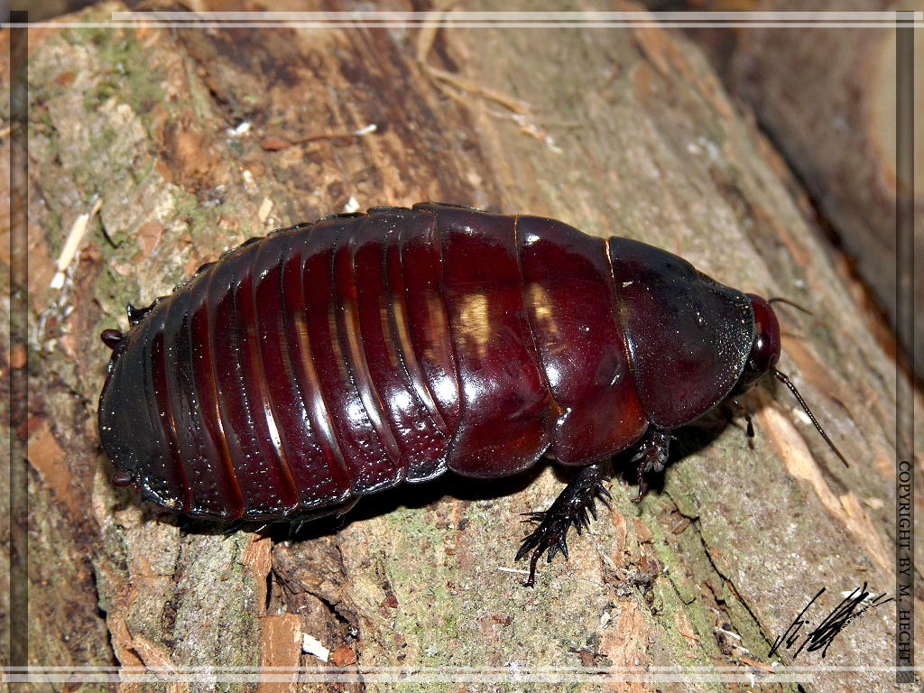 AnimalFactHub's tweet photo. Now cute is not a usual word that is used to describe cockroaches but I think it applies here

The giant burrowing cockroach is the heaviest cockroach species in the world growing to an amazing 30-35grams and 8cm long

#animals #facts https://t.co/NWuMfKGqCu