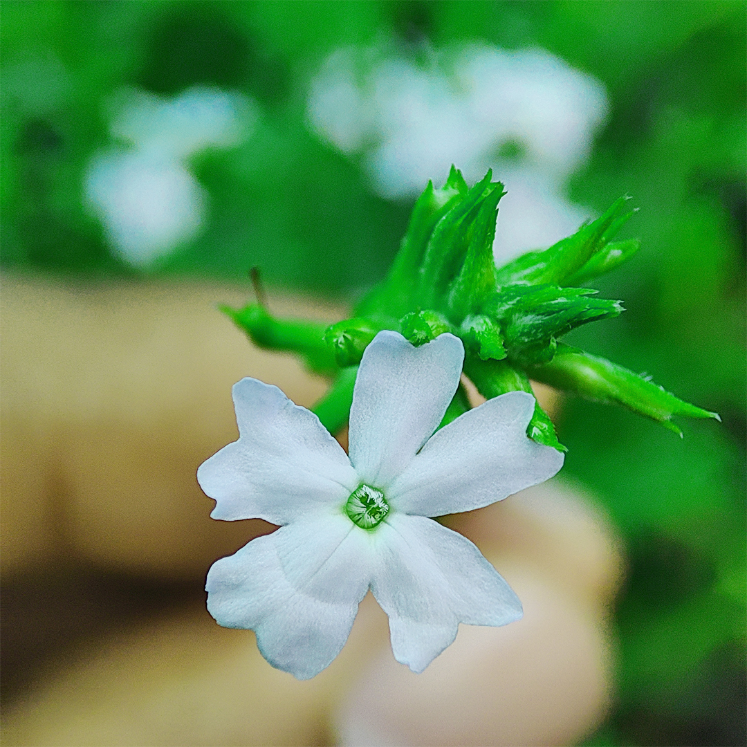 santhiplants's tweet photo. My tiny little friend๐ lives in a tiny little flower pot๐ธ"Mock Vervain white" #tinyfriend #tinyflower
.
https://t.co/H414TmX8Y2
.
#new #plants #upcoming #arrival #newcollection #newarrivals #newarrival #newlook #newbeginnings #newlife #newseason #newnormal #newday #houseplant https://t.co/x2AMay7jny