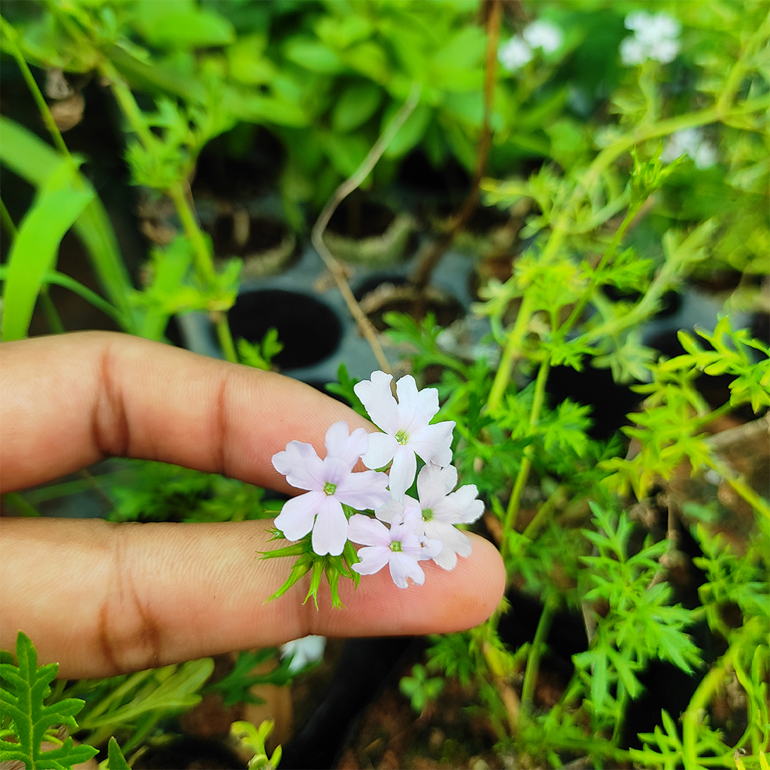 santhiplants's tweet photo. My tiny little friend๐ lives in a tiny little flower pot๐ธ"Mock Vervain white" #tinyfriend #tinyflower
.
https://t.co/H414TmX8Y2
.
#new #plants #upcoming #arrival #newcollection #newarrivals #newarrival #newlook #newbeginnings #newlife #newseason #newnormal #newday #houseplant https://t.co/x2AMay7jny