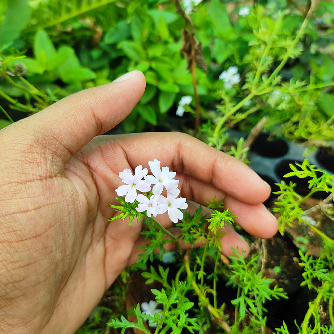 santhiplants's tweet photo. My tiny little friend๐ lives in a tiny little flower pot๐ธ"Mock Vervain white" #tinyfriend #tinyflower
.
https://t.co/H414TmX8Y2
.
#new #plants #upcoming #arrival #newcollection #newarrivals #newarrival #newlook #newbeginnings #newlife #newseason #newnormal #newday #houseplant https://t.co/x2AMay7jny