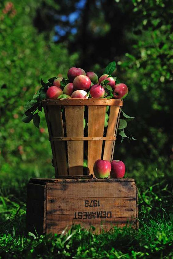 Next farmers' market Sat 1 Oct 9-1.30pm with over 60 indoor and outdoor artisan food and craft stalls.  Live entertainment, courtyard kitchen open and Autumn gardens too.  Dogs on leads welcome