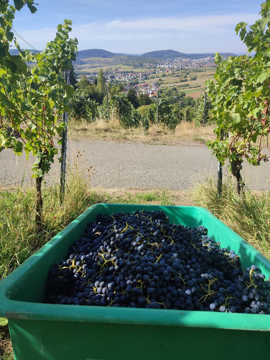 Adnil1893's tweet photo. Man arbeitet das ganze Jahr drauf hin #Weintweet 🍇😍 https://t.co/mohmVDdVnY