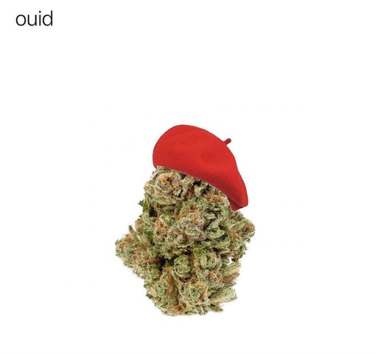 Leafly's tweet photo. Ouid: https://t.co/grRoupLQF0 https://t.co/Ydt8Nim6Cd