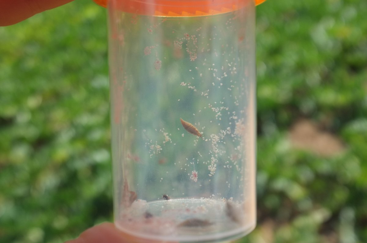 ITBetterave's tweet photo. Les visites des Fermes Pilotes d'Expérimentations du #PNRI se poursuivent ! La région NPC-Picardie et la Région Aisne ont présenté les essais plantes compagnes, variétés, bandes fleuries et insectes auxiliaires.

📆Venez à votre tour visiter une FPE : https://t.co/wNbUoeaNzX https://t.co/tWC3ywEOnA