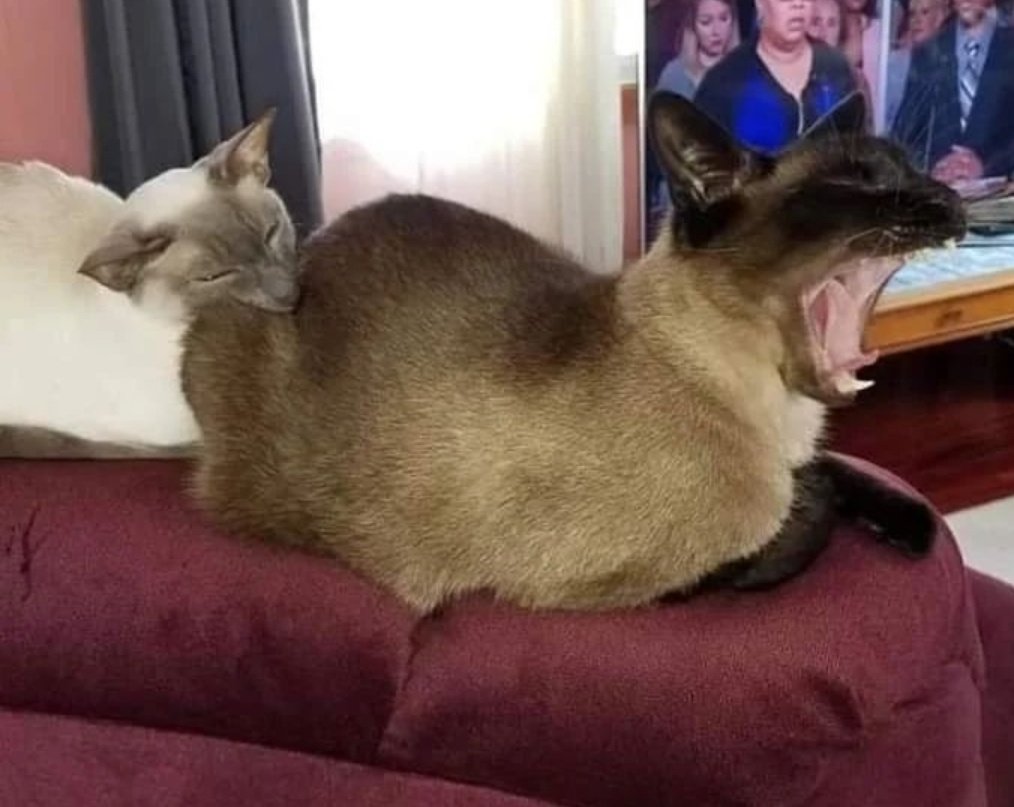 DontShowYourCat's tweet photo. CHOMP https://t.co/YF5gjDxwSO