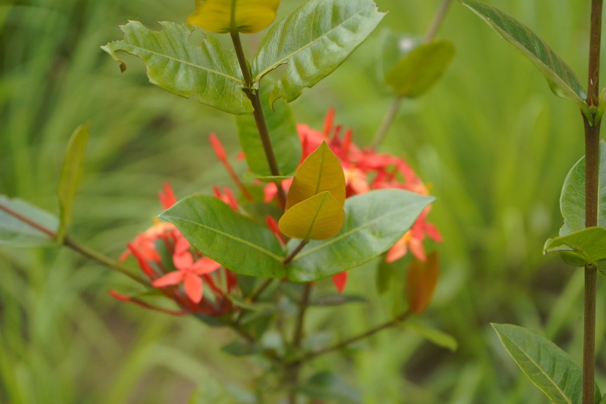 RoodieHOOPER's tweet photo. Soyez des fleurs dans la vie de vos proches et non des épines. 🙏🙏🙏 #TgTwittos #team229 #CIV225 https://t.co/XUWoTTPmKI