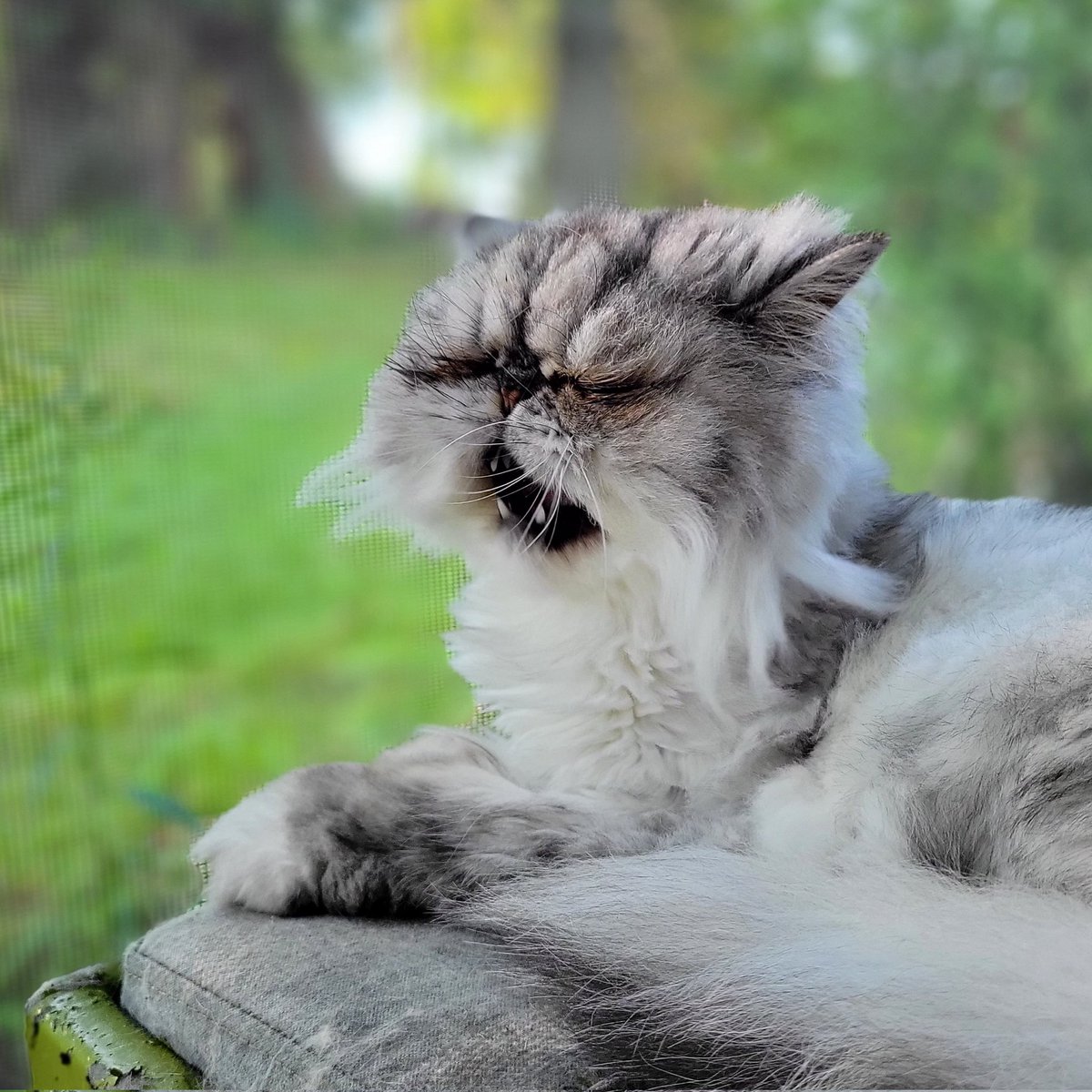 spinnybuns's tweet photo. Gm only to the people who aren't morning people and don't want to be wished good morning because we're 🦉. Or cats. I'll be more awake in 12 hours when it's time to go to bed 😴🥸
#GurpisWurfs mid-yawn 🥱#LetsGoBackToBed
#CatsOnTwitter
#NFTCommunity
#Mondayvibes https://t.co/C9njEu5mDh