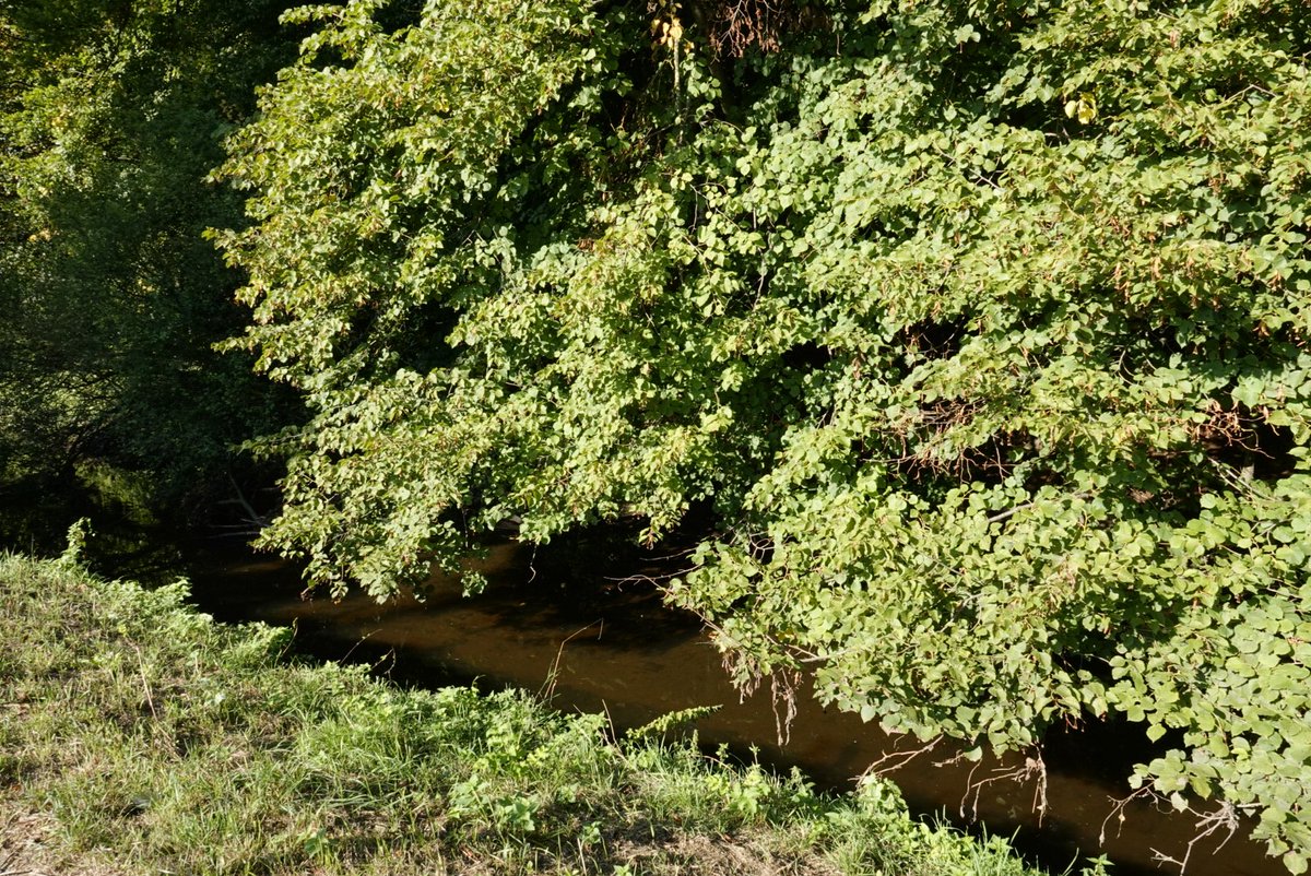 fotoaufnahme's tweet image. Moin zusammen. Ein beschattetes Flußbett trocknet nicht so leicht aus. Als Beispiel hier ein Abschnitt des #Rotbach in Dinslaken. Eine Renaturierung an verschiedensten Stellen des Flussbett ist für die zu erwartenden Klimaveränderungen erforderlich. #NRW