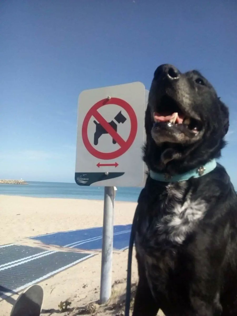 Mr. duck thoughts tweet media