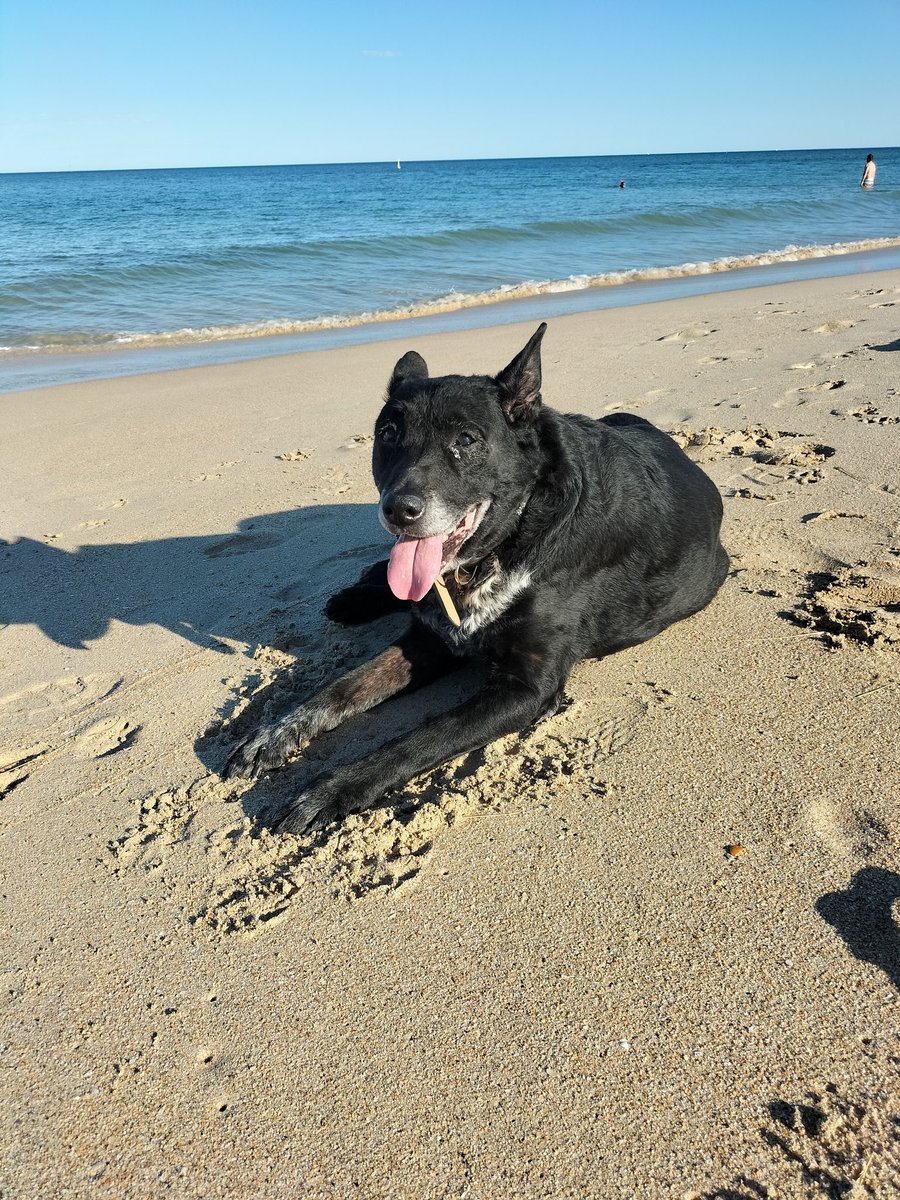 Mr. duck thoughts tweet media