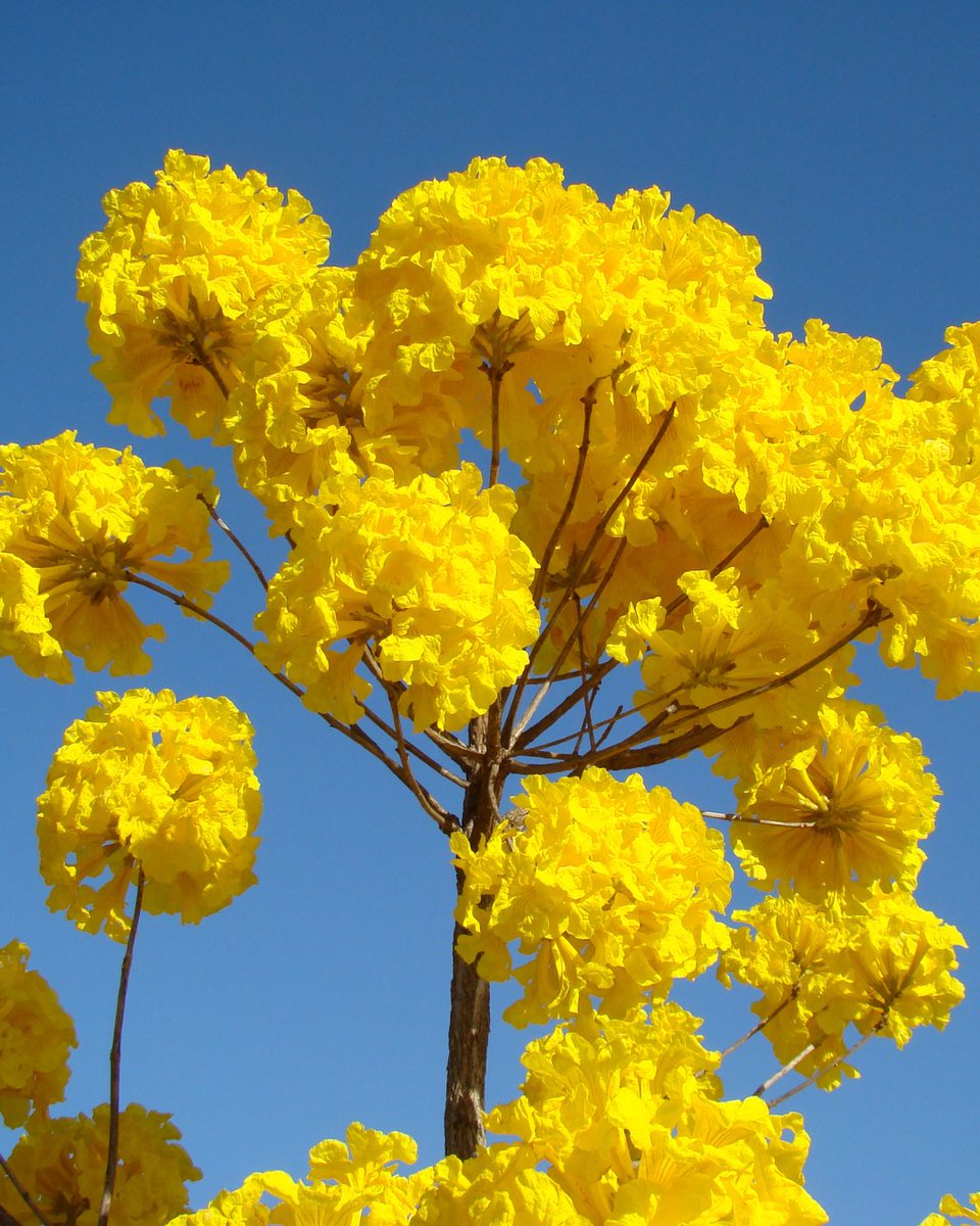 savethecerrado's tweet photo. Some more Yellow Ipê for you 💛💛 https://t.co/46P4qTKtSl