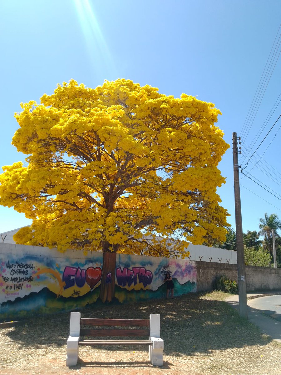 savethecerrado's tweet photo. Some more Yellow Ipê for you 💛💛 https://t.co/46P4qTKtSl