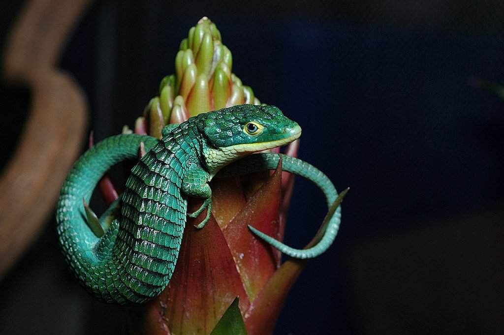 HourlyLizards's tweet photo. 🦎 Mexican Alligator Lizard - Abronia graminea 📷 Clint Hill https://t.co/GT5FUe3BUS