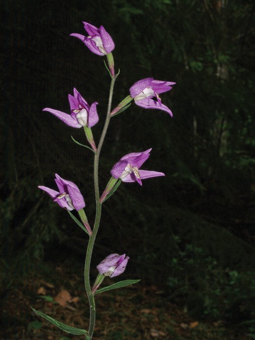 HildeLyn's tweet photo. Over 50 prosent av artene i den nye norske floraen er innført av mennesker.

Nå kommer den første nye utgaven på 17 år.

#botanikk #natur

https://t.co/q2ffyWxU6V https://t.co/EPtsaHjpEU