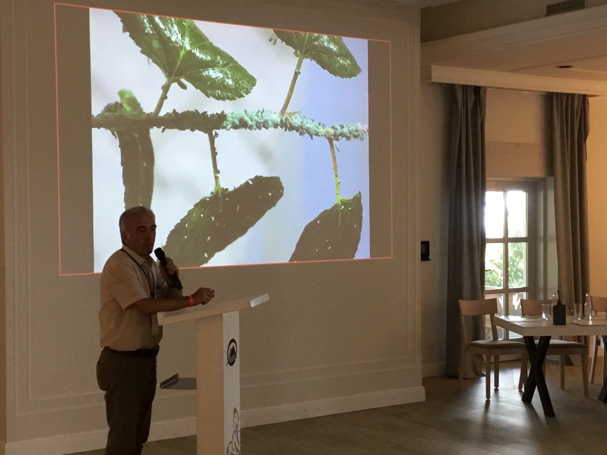 ColinFavret's tweet photo. Gazi Görür, organizer of #10ISA in 2017, presents an update on the aphid fauna of Turkey. #11ISA https://t.co/WI2uvf6mg9