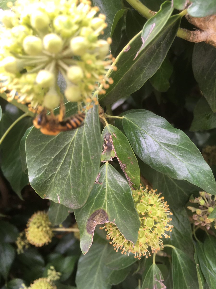 TTVBKA's tweet photo. Ivy’s out! https://t.co/fivjFITU4K