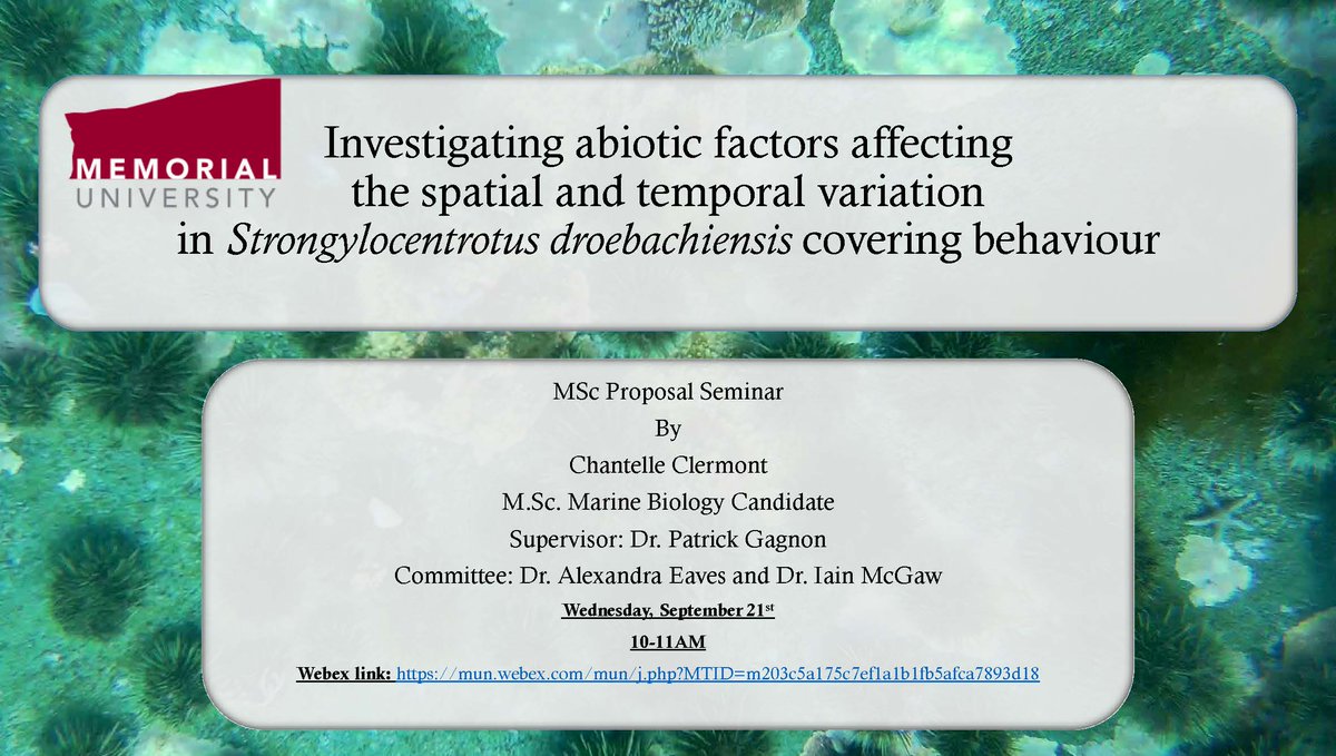 MSc Seminar Proposal 
Chantelle Clermont "Investigating abiotic factors affecting the spatial and temporal variation in Strongylocentrotus droebachiensis covering behaviour" 
Wed September 21st 
10-11AM
Webex link: mun.webex.com/mun/j.php...
<a href="/munosgsa/">OSGSA</a>