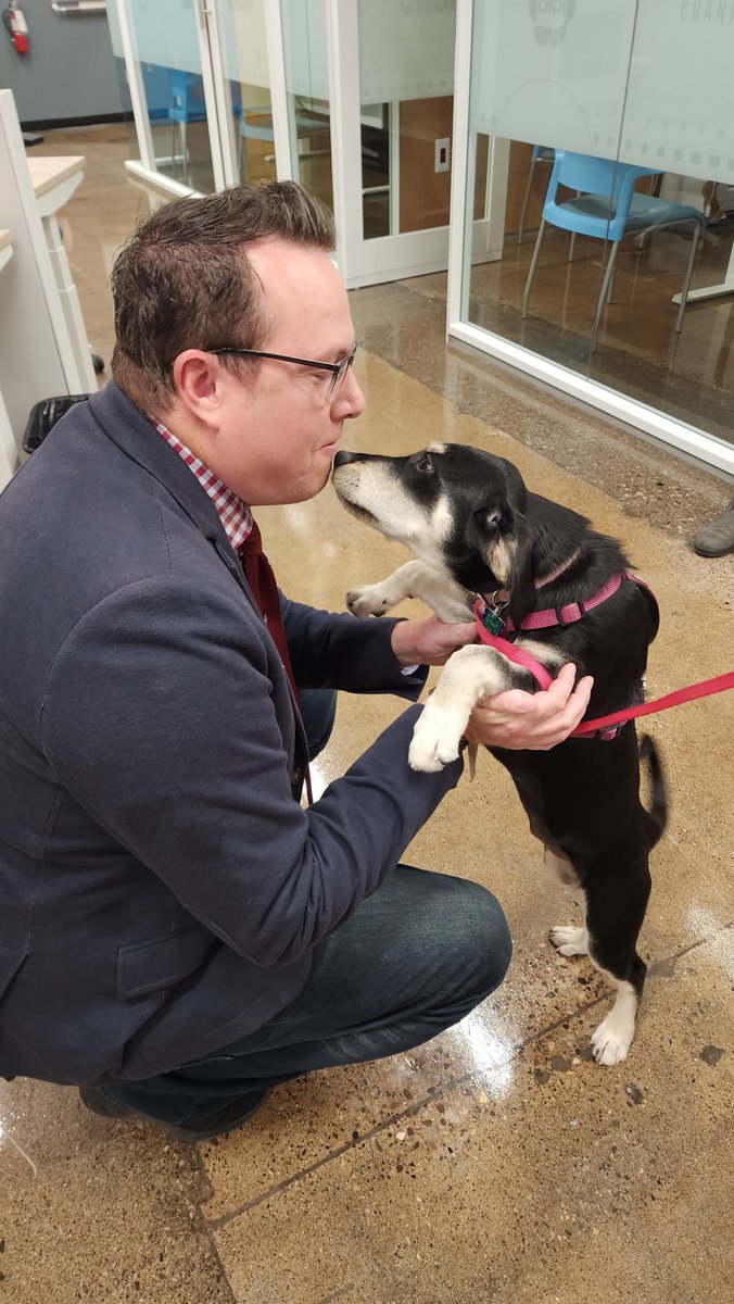 morninglive's tweet image. Don&apos;t tell @AdamCHCH&apos;s girls but he got so many kisses from Bailey. She&apos;s available at @OakvilleHumane. #AdoptablePets
