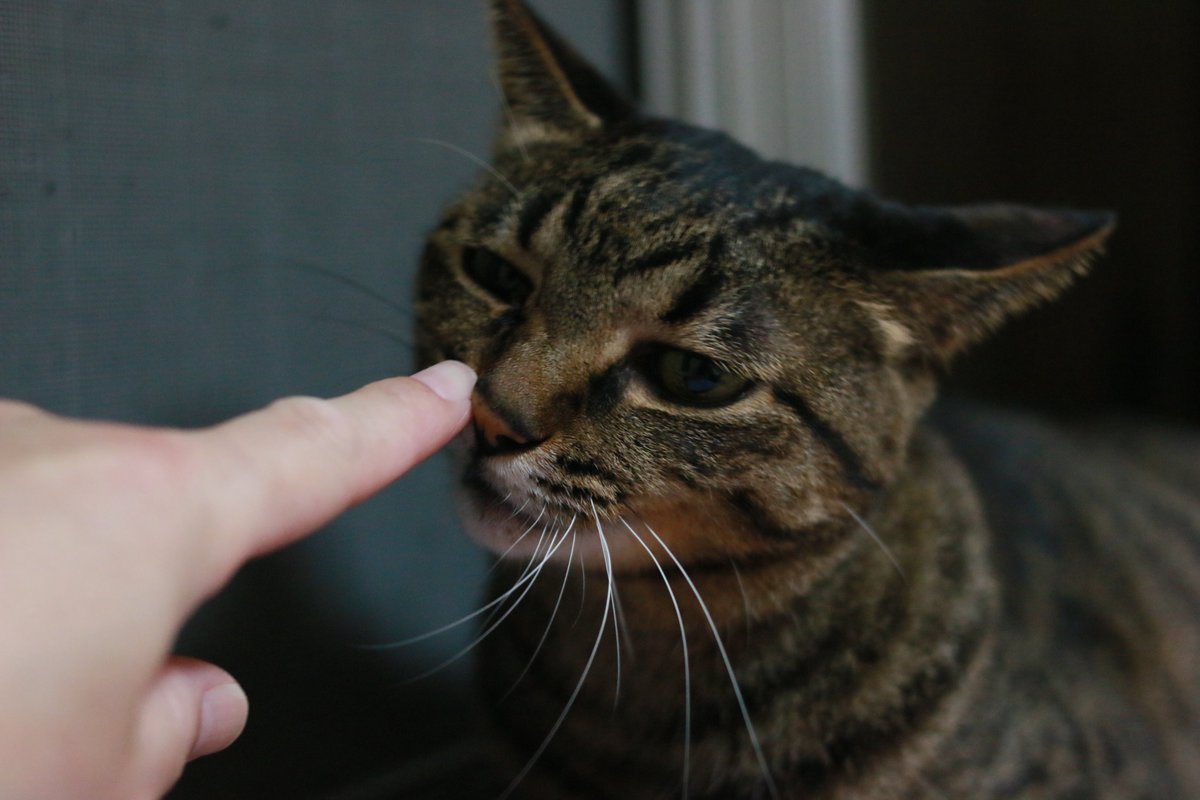 Lovewith9's tweet photo. mi-ko+♡:『父ちゃん…何すんのぅー( `ー´)ノ乙女の鼻が…』
#EOS70D #35F2 #猫がいる幸せ #猫のいる暮らし #catlover #ファインダーの中の私の世界 #にゃんこ
因みに父ちゃんは、今日のリハビリで初めて一瞬立てなくなる程の激痛体験をしたよ。鼻への攻撃とは関係ないけれど… https://t.co/urUDtS12wk