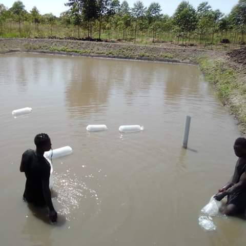 PRACAquatics's tweet photo. Never worry about how your Fish Farm business anymore Prac Aquantics limited is here for You.For consultancy and rearing system construction (Pond or cage,etc) services and all Aquaculture inputs
Call +256700339000 or
WhatsApp +256701972215 https://t.co/dwAp6lsETW