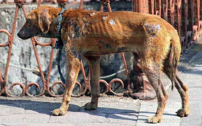 guardiacivil's tweet image. Si alguien es testigo del #maltratoanimal y no hace nada para impedirlo, eso es un maltrato indirecto.

¿Tú qué crees?

Tú eres su voz 🐶 🐴 🐱

¡Colabora! 📲#062 #YoSiPuedoContarlo