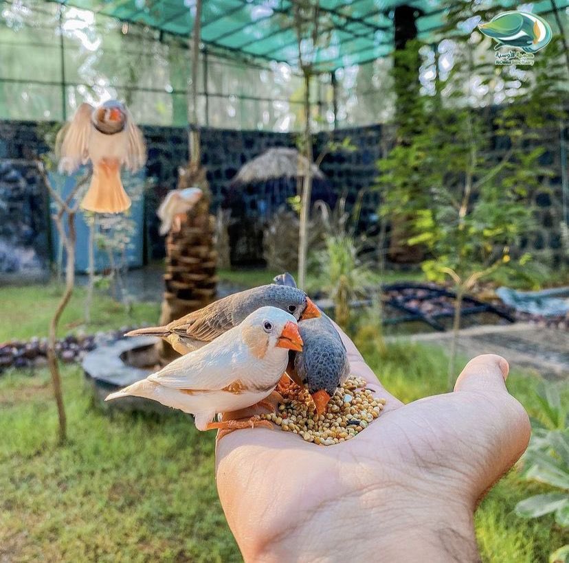 ask_almadina's tweet photo. #اماكن_في_المدينة

فضلوها ♥️ يستاهل التجربة

" محميـة الأوسيـة " 

أول محمية طيور بالمدينة 🕊🦩
 
جمعت بين الطبيعة 🪴 
وأنواع جميله من الطيور 🕊
والمطر يومياً 😍 وبكل وقت⏰
ورشة رسم الطيور ✏️

عيش تجربه رائعه فيها وشاركناا تجربتك 😍😍 https://t.co/gtZtW1HN7p