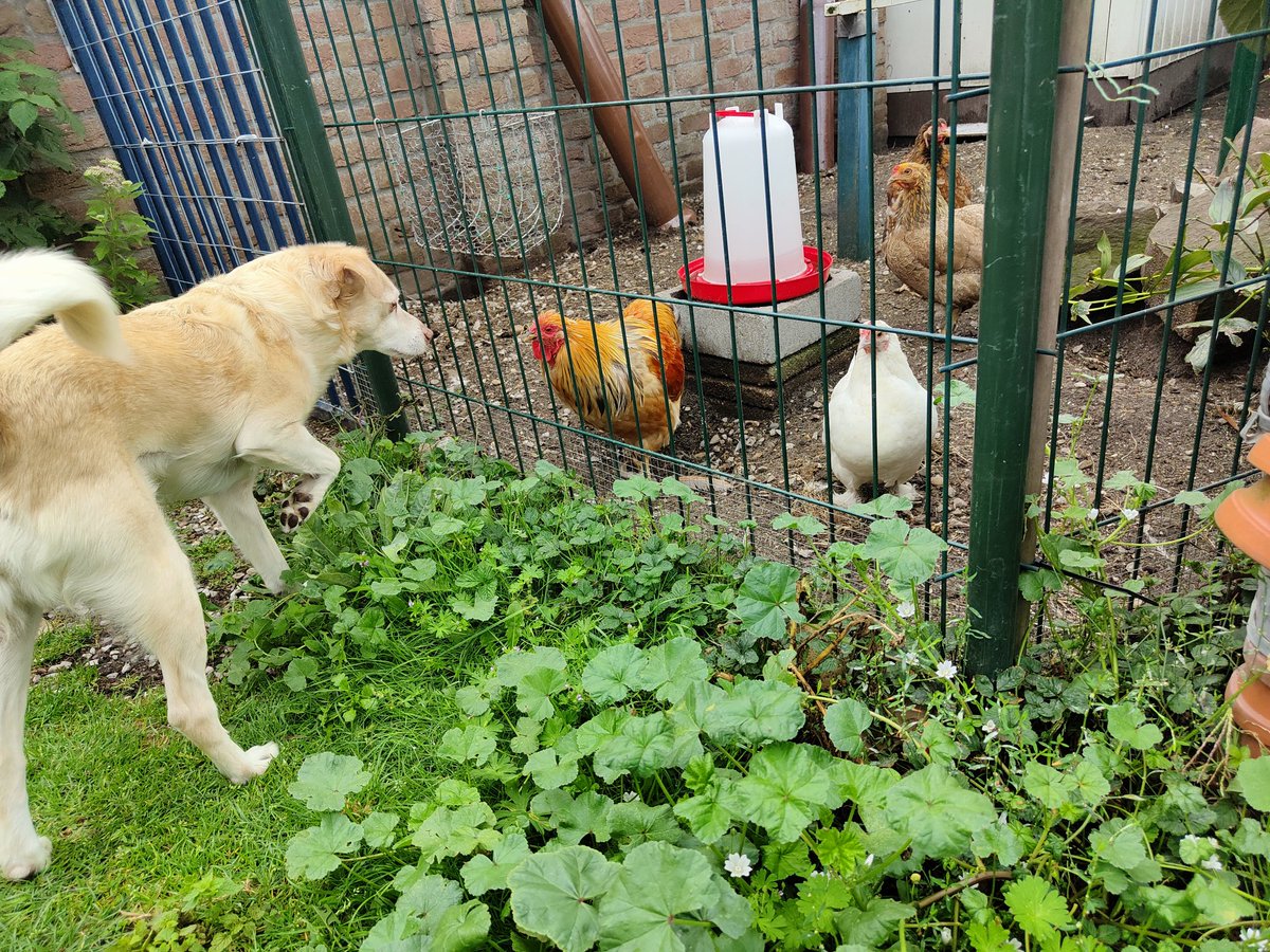 BasEnBobbie's tweet photo. De kippen zijn wel een beetje eng
The chickens are a bit scary
#spannend #beetjeeng #wyandottekriel #wyandotte #kippen #exciting #bitscary #wyandottebantam #wyandottes #bantamchickens #krielkippen #rescuedog #rescuedogs https://t.co/pTdrX6Th85