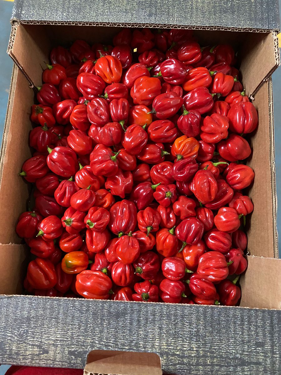 NaturaFirst's tweet photo. Courgettes✅, Red Habaneros 🌶️and Cherry Vine 🍅now with us🚚! Place your order 🗒️and enjoy our products😋! #NicolasGarden #Cherrylicious #Chillicious https://t.co/GSH1wf9txY