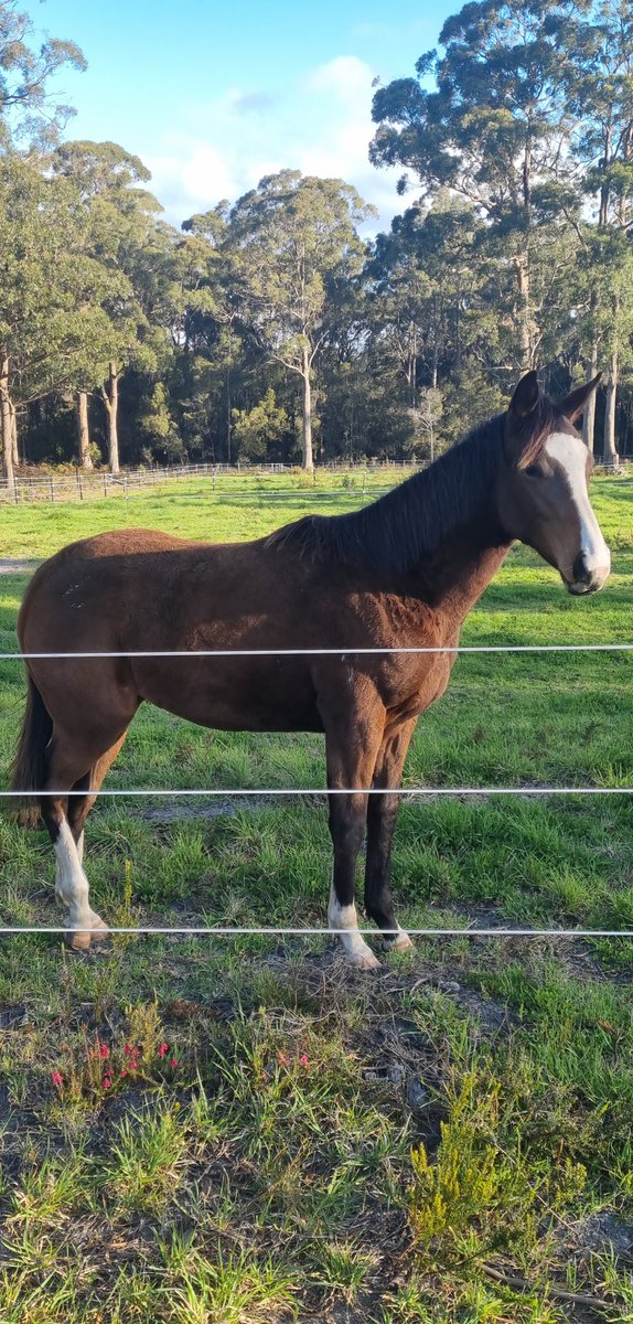 Birthday on the property today!! Big girl turns 1 🥳 #ester