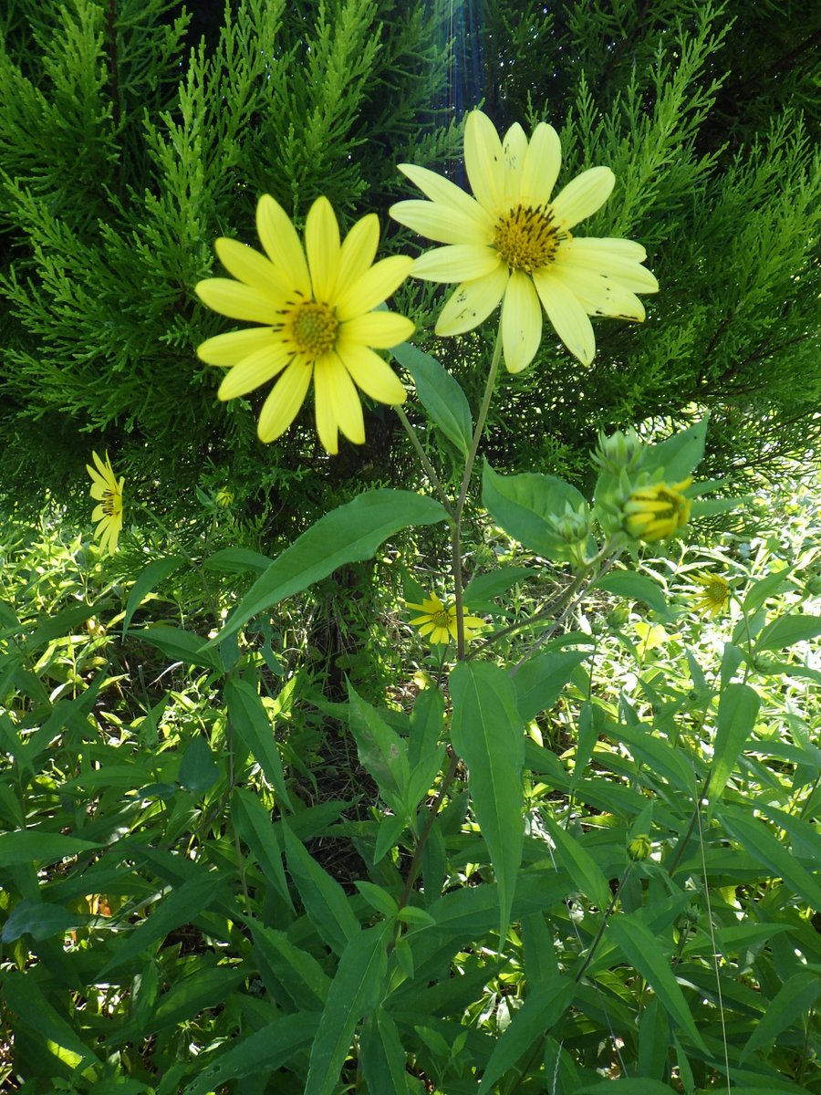 ヘリアンサス Twitter Search Twitter