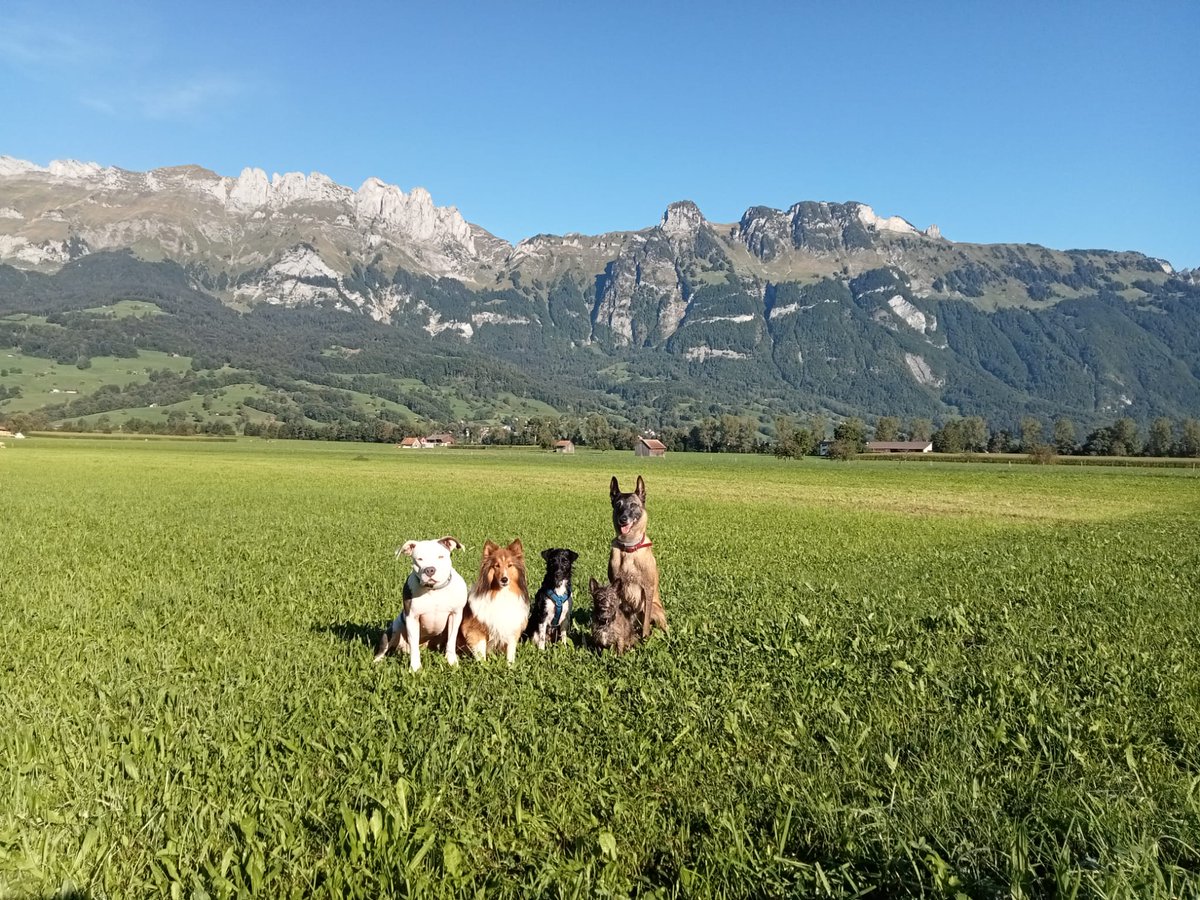 bully_ella's tweet photo. @MissSophie001 Guten Morgen

Herrchen kämpft aktuell wieder etwas mehr mit der Dunkelheit im Kopf weshalb die letzten Wochen etwas anstrengend waren. 

Ansonsten geht es uns eigentlich ganz gut, danke 😃 https://t.co/cTEh7tY5bw