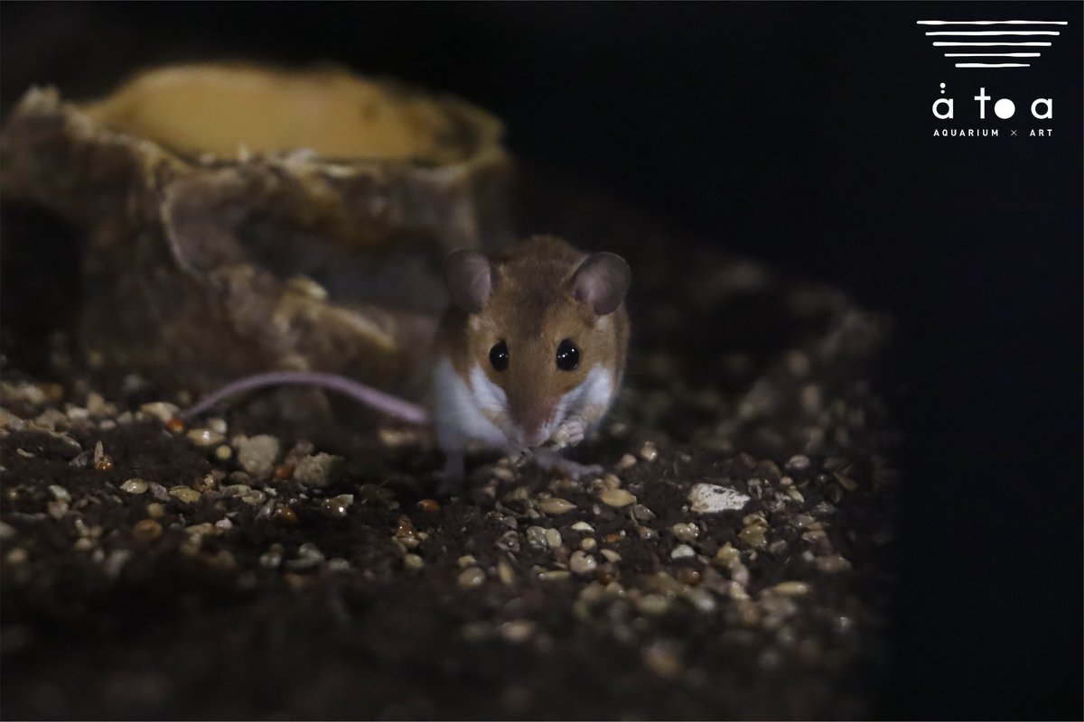 atoa_kobe's tweet image. 夜になるとアフリカチビネズミが活発になるよ😆
まぁるい目がかわいいね❗️

#アトア　#ELEMENTS　#アフリカチビネズミ　#丸い目　#夜行性　#おすすめは夜