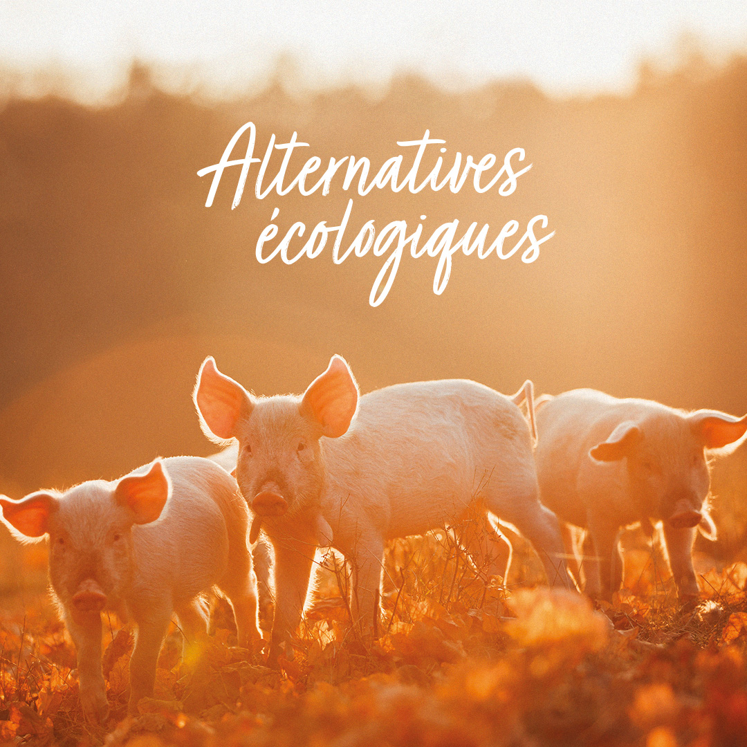 Vignerons de Tutiac tweet media